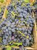 black magic stone grape